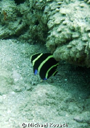 young angelfish on the inside reef at Lauderdale by the Sea by Michael Kovach 